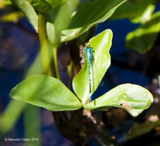 The damselfly at rest..jpg